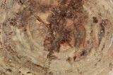 Thick-Cut, Petrified Wood (Araucaria) Round - Madagascar #196750-1